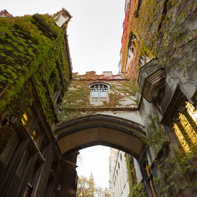 Photo of a UChicago archway covered in greenery