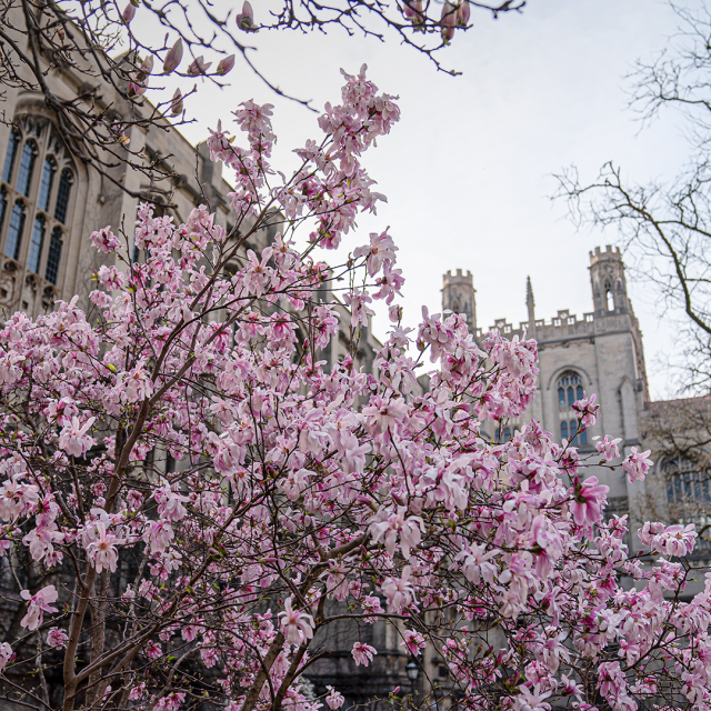 Blossoms in front of UChicago building